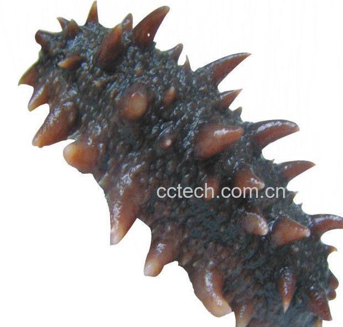 果蔬百科海参-0