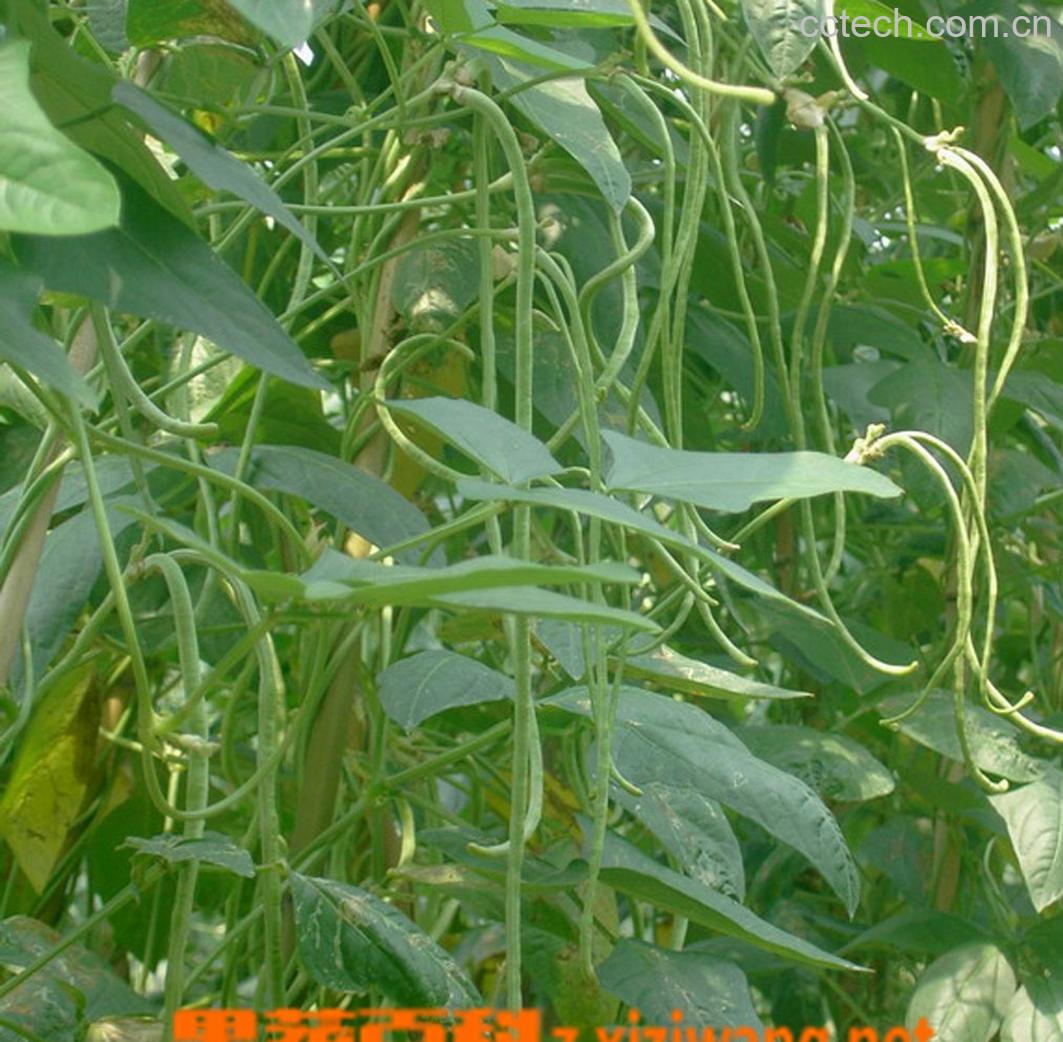 果蔬百科豇豆功用-0