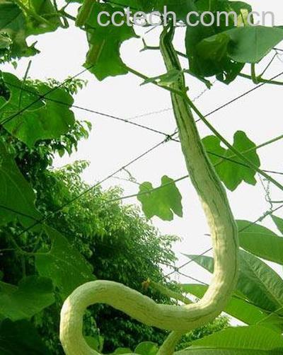 果蔬百科豇豆-0