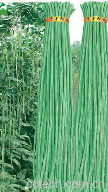 果蔬百科豇豆-0