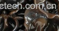 果蔬百科黑木耳-0