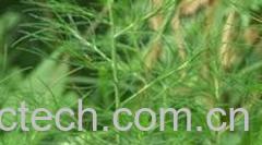 果蔬百科猪毛菜-0