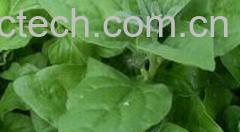 果蔬百科番杏-0