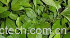 果蔬百科白子菜-0