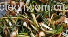 果蔬百科小根蒜-0