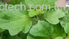 果蔬百科冬寒菜-0