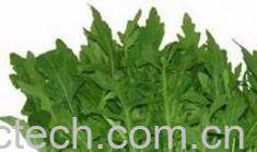 果蔬百科芝麻菜-0