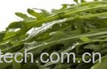 果蔬百科芝麻菜-0