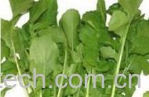 果蔬百科意大利芝麻菜-0