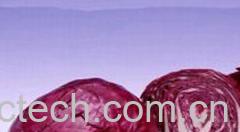 果蔬百科紫甘蓝-0