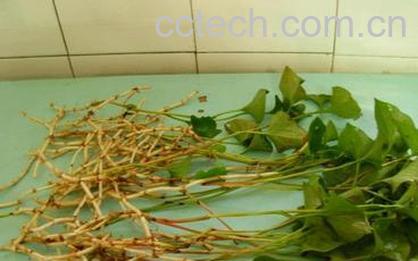 果蔬百科鱼腥草-0