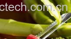 果蔬百科芦笋-0