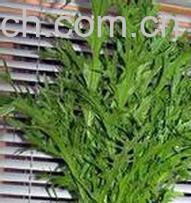 果蔬百科雪里红-0