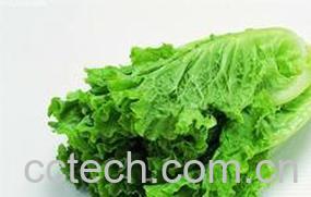 果蔬百科生菜-0