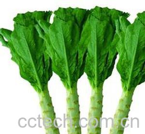 果蔬百科莴笋-0