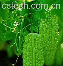 果蔬百科苦瓜-0