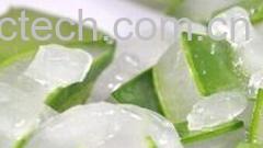 果蔬百科芦荟-0