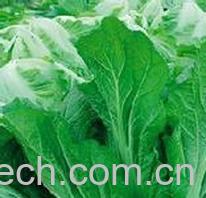 果蔬百科芥菜叶-0