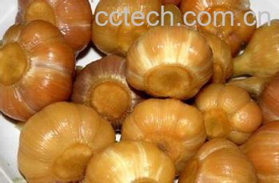 果蔬百科大蒜头-0