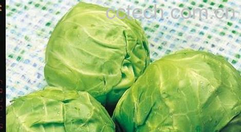 果蔬百科包菜-0