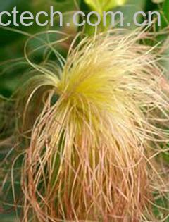 果蔬百科玉米须能降血糖吗-0