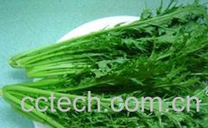 果蔬百科雪里红-0