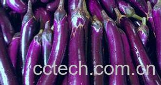 果蔬百科茄子-0