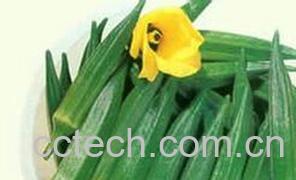 果蔬百科黄秋葵-0