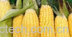 果蔬百科转基因玉米-0
