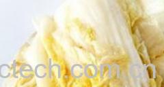 果蔬百科东北酸白菜-0