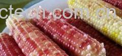 果蔬百科糯玉米-0