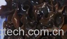 果蔬百科木耳-0