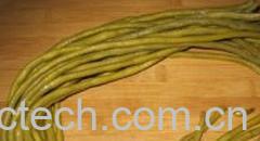 果蔬百科酸豆角-0