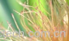 果蔬百科玉米须-0