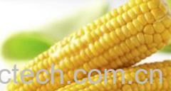 果蔬百科玉米-0