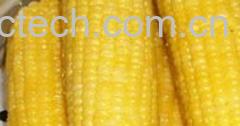果蔬百科煮玉米-0