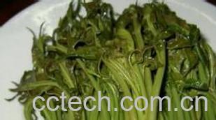 果蔬百科香椿芽-0