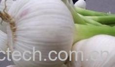 果蔬百科新鲜大蒜-0