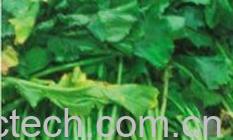 果蔬百科东北芥菜-0