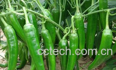 果蔬百科腌制青辣椒材料-1