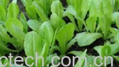 果蔬百科小白菜-0