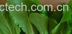果蔬百科小白菜-0