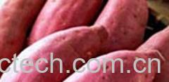 果蔬百科红薯-0