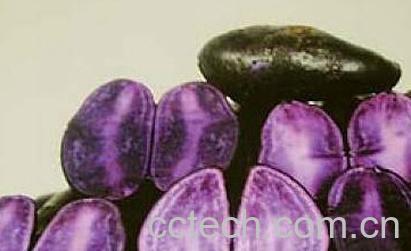 果蔬百科黑土豆-0