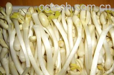 果蔬百科花生芽-0