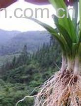 果蔬百科韭菜根-0