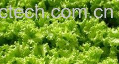 果蔬百科生菜-0