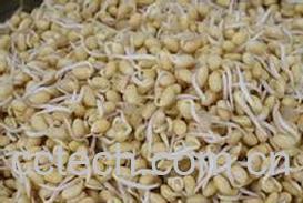 果蔬百科黄豆芽-0