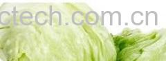 果蔬百科圆生菜-0