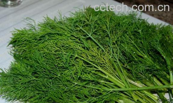 果蔬百科茴香苗-0